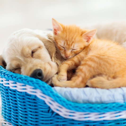 Guida all'Acquisto di Prodotti per Cani e Gatti: Come Scegliere il Meglio per i Tuoi Animali Domestici