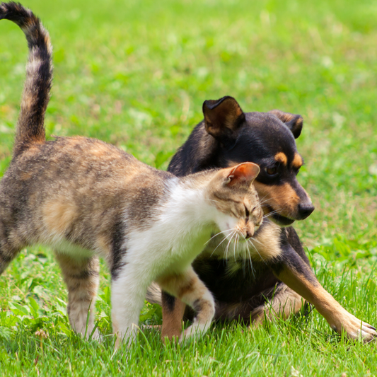 Il Giardino Segreto: Come Creare un Paradiso Verde per Cani e Gatti